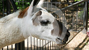 Funny llama in the zoo eats from human hands