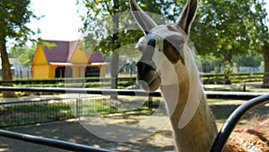 Funny llama in the zoo eats from human hands