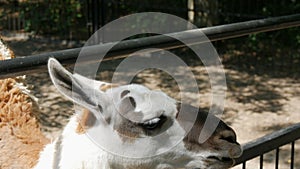 Funny llama in the zoo eats from human hands