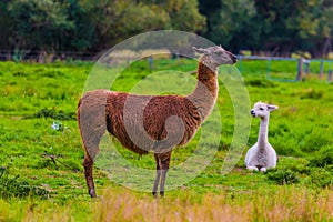 Funny llamas graze on a green meadow