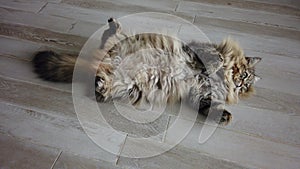 Funny long haired cat lying on the floor, siberian breed