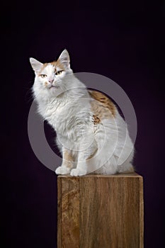 Funny longhair cat sitting on wooden podium and making a silly face.