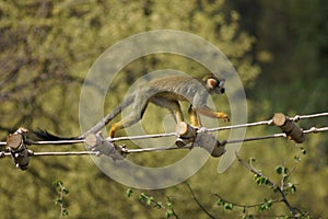 Funny look of sqirrel monkey in a rainforest, Ecuador.