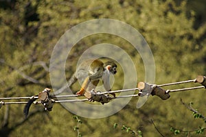 Funny look of sqirrel monkey in a rainforest, Ecuador.