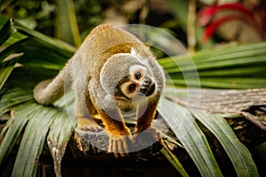 Funny look of sqirrel monkey in a rainforest, Ecuador