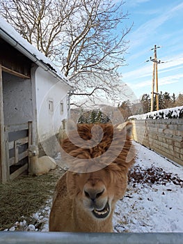 Funny looking alpaca brown colored headshot portait in closeup view