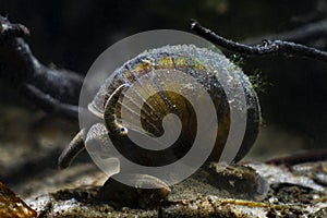 Funny looking aquatic mollusk, viviparous freshwater river snail, plankton feeder and algae eater moves ahead