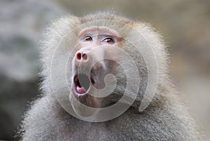 Funny looking baboon photo