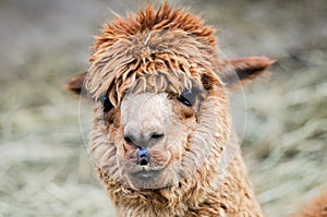 Funny looking brown Alpaca