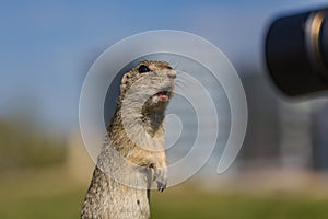 Funny looking brown European ground squirrel