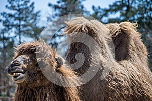 Funny looking camel