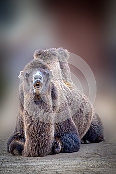 a funny looking camel sitting in the sand with mouth open