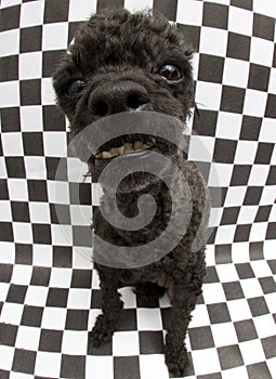 Funny Looking Dog On Checkered Background