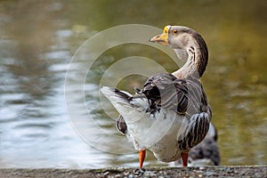 A funny looking domestic swan goose