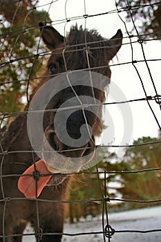 Funny looking donkey with long tongue behind fence in Eifelpark Gondorf near Bitburg , Germany . German wildlife park in winter .