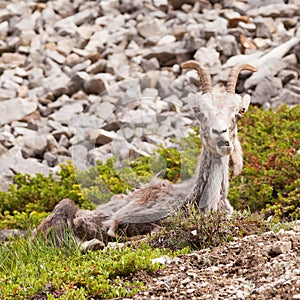 Funny looking female Stone Sheep Ovis dalli stonei photo