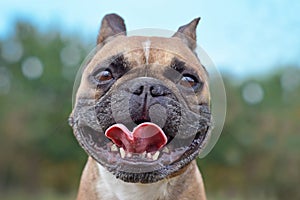 Funny looking French Bulldog dog with ears put back and wide grin