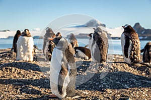 Funny looking gentoo penguin chick enjoing the sunbath with his flock at the Barrientos Island, Antarctic