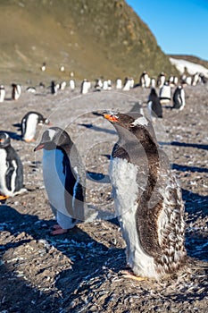 Funny looking gentoo penguin chick enjoing the sunbath with his flock at the Barrientos Island, Antarctic
