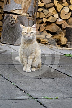 Funny looking Ginger cat sitting on the pavement