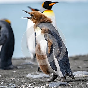Funny looking king penguin  - Aptendytes patagonica - chick, juvenile penguine on sunny day in Antarctica