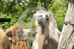 Funny looking Lamas photo