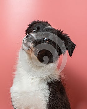 Funny looking puppy on pink background. Ludicrous border collie portrait