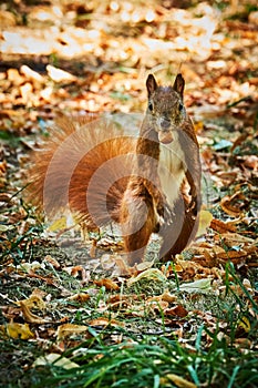 Funny looking red squirrel standing on two legs with a nut in the mouth being puzzled how it could have overseen the photographer