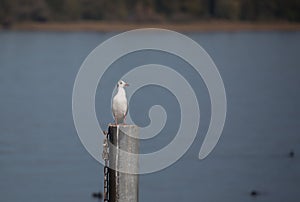 Funny looking seagull sitting on a pole