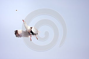 Funny looking Seagulls during snatching food