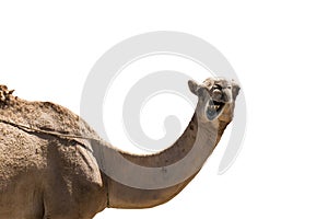 Funny looking smiling camel isolated on a white background