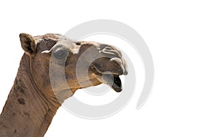 Funny looking smiling camel isolated on a white background