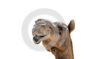 Funny looking smiling camel isolated on a white background