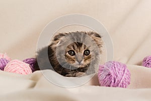 A funny lop-eared kitten with big eyes lies on blanket with balls of woolen lilac threads