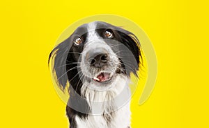 Funny loved border collie dog lookig with heartwarming eyes. Isolated on yellow colored background photo
