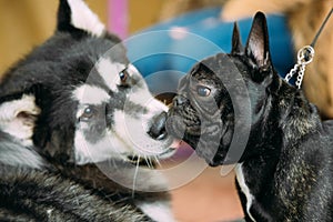 Funny Lovely Dogs - Alaskan Malamute And French Bulldog Dogs To Kiss Each Other.