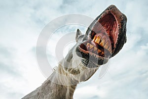 Funny low angle view of grinning horse mouth and teeth photo