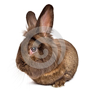 Funny lying chocolate colored lionhead rabbit