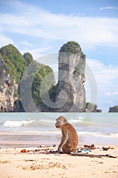 Funny macaque monkey sitting on a tropical beach.
