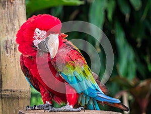 Funny macaw