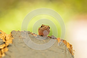 Funny macro photo of a lizard trying to climp wood.