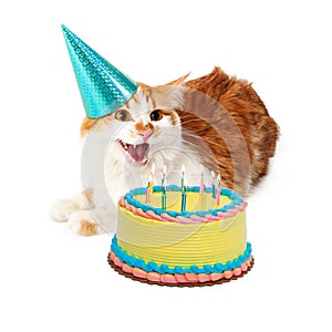 Funny Mad Birthday Cat With Cake