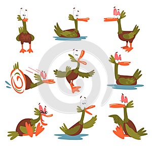 Funny Male Mallard Duck Set, Comical Bird Cartoon Character in Different Situations Vector Illustration