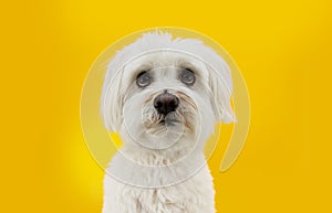 Funny maltese dog looking up with begging expression. Isolated on yellow background