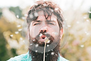 Funny man blow dandelion. Handsome bearded farmer posing on spring background.