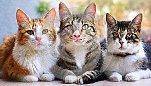 Funny many cats of various breeds and colors, looking expectantly at the camera