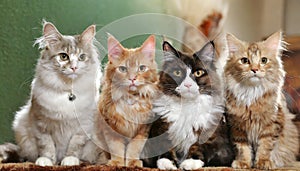 Funny many cats of various breeds and colors, looking expectantly at the camera