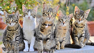 Funny many cats of various breeds and colors, looking expectantly at the camera