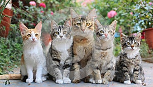 Funny many cats of various breeds and colors, looking expectantly at the camera