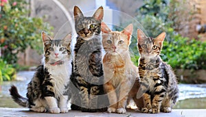 Funny many cats of various breeds and colors, looking expectantly at the camera